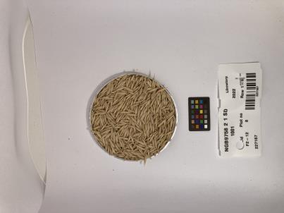 Click for 1 image(s) for this accession. SEED